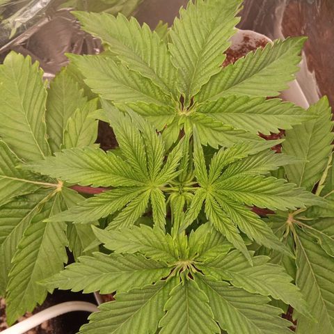 Zombie Kush growlog timeline photo