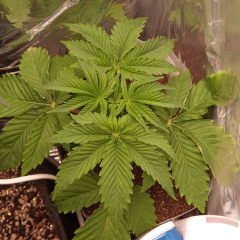 Zombie Kush growlog timeline photo