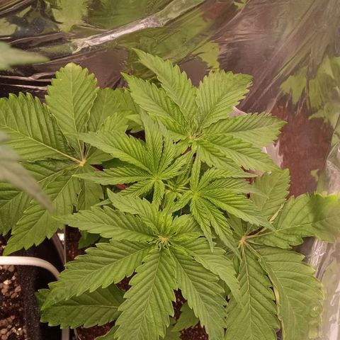 Zombie Kush growlog timeline photo