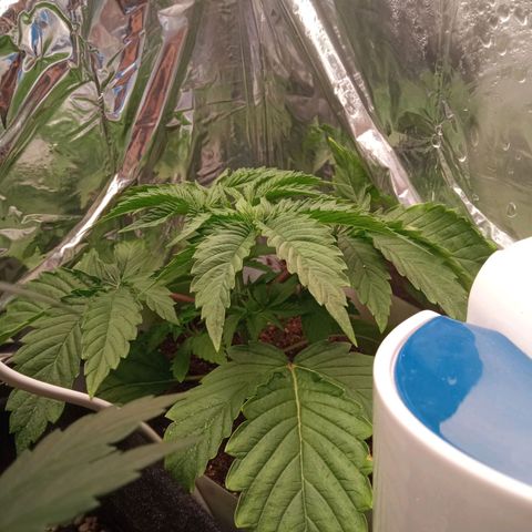 Zombie Kush growlog timeline photo