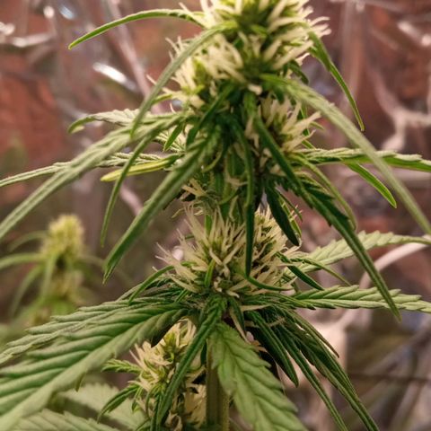 BlackberryKush growlog timeline photo