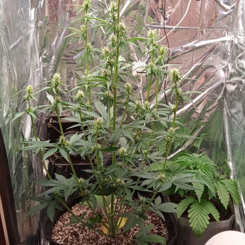 BlackberryKush growlog timeline photo
