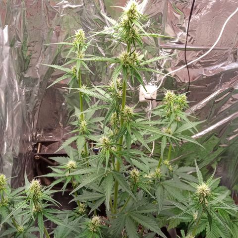 BlackberryKush growlog timeline photo