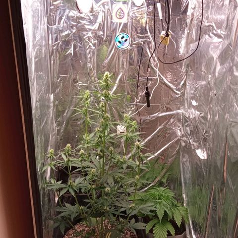 BlackberryKush growlog timeline photo