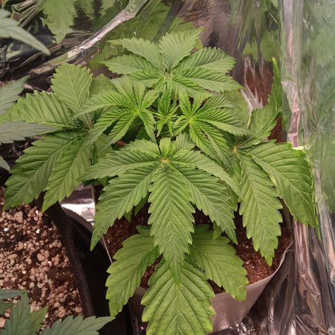 Zombie Kush growlog timeline photo