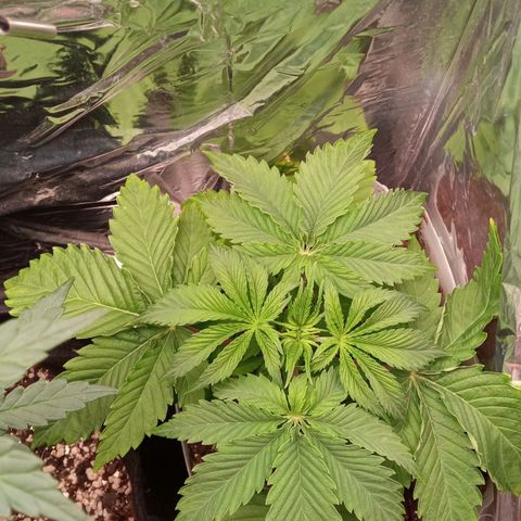 Zombie Kush growlog timeline photo