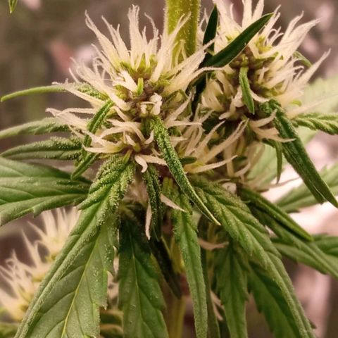BlackberryKush growlog timeline photo