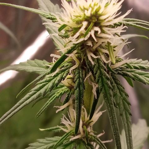BlackberryKush growlog timeline photo