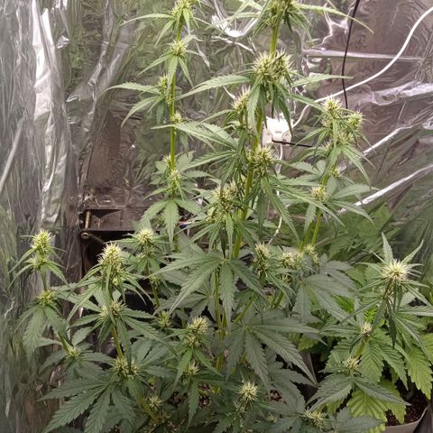 BlackberryKush growlog timeline photo