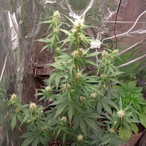BlackberryKush growlog timeline photo