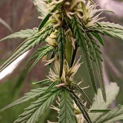 BlackberryKush growlog timeline photo