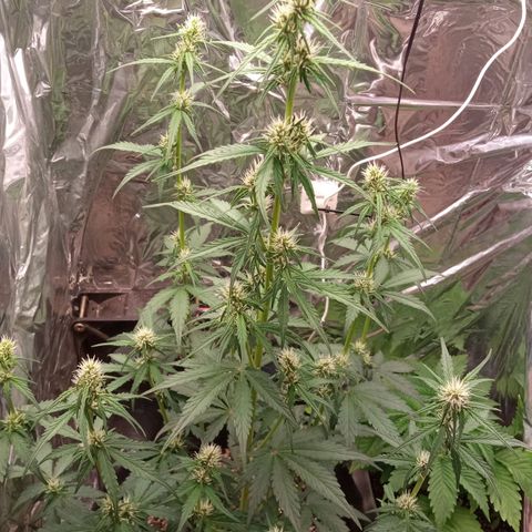 BlackberryKush growlog timeline photo