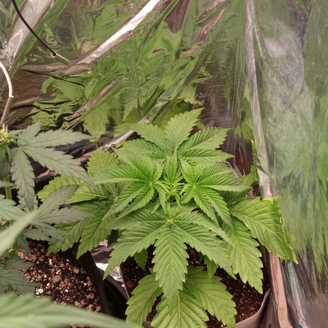 Zombie Kush growlog timeline photo