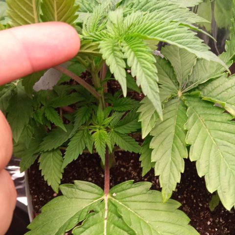 Zombie Kush growlog timeline photo