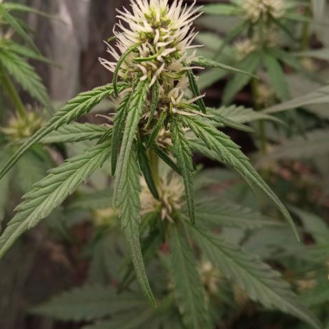 BlackberryKush growlog timeline photo