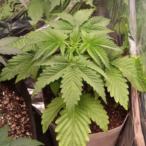 Zombie Kush growlog timeline photo