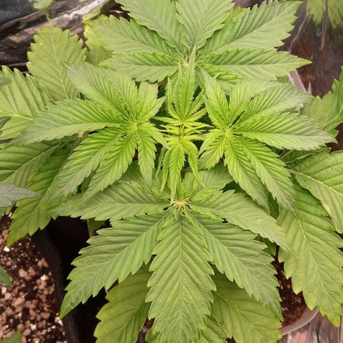 Zombie Kush growlog timeline photo