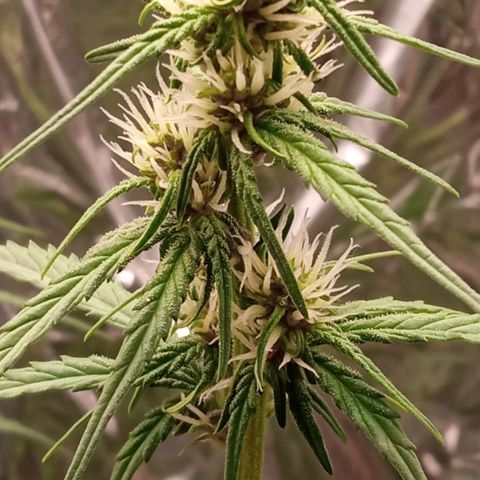 BlackberryKush growlog timeline photo