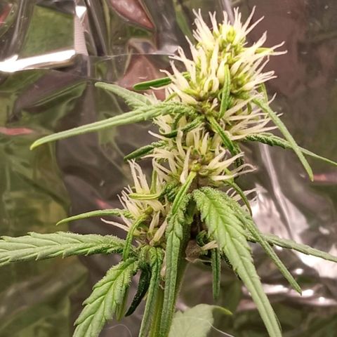BlackberryKush growlog timeline photo