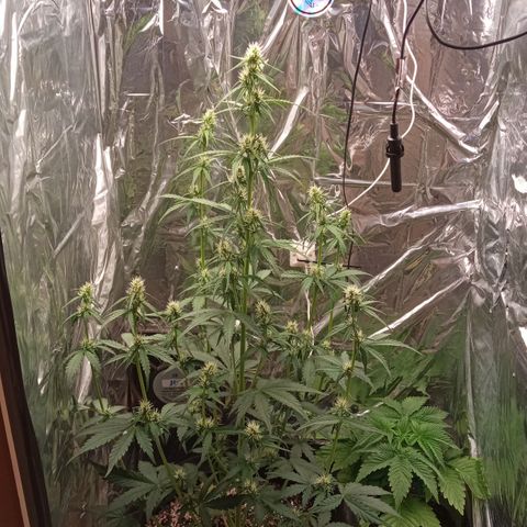 BlackberryKush growlog timeline photo