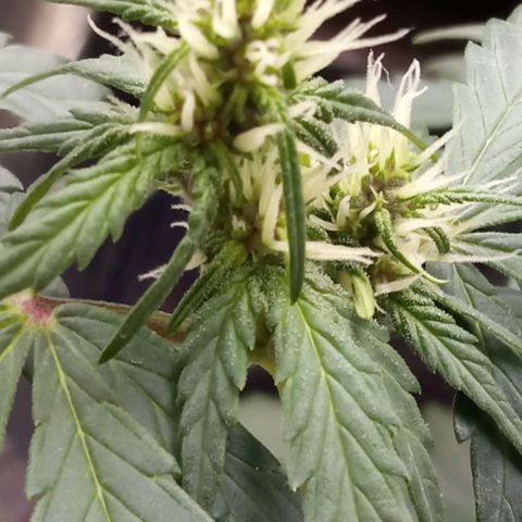BlackberryKush growlog timeline photo