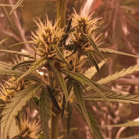 BlackberryKush growlog timeline photo