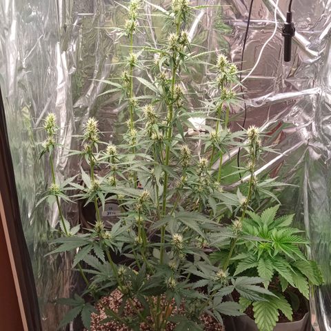 BlackberryKush growlog timeline photo