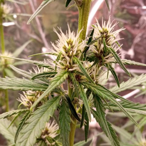 BlackberryKush growlog timeline photo