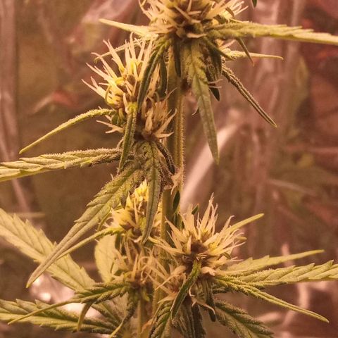 BlackberryKush growlog timeline photo