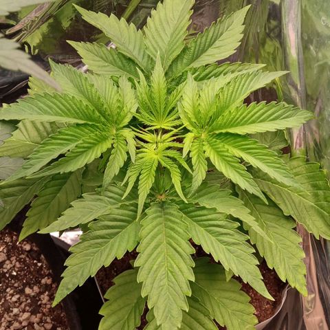 Zombie Kush growlog timeline photo