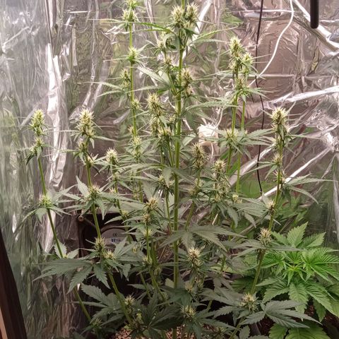 BlackberryKush growlog timeline photo