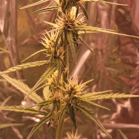 BlackberryKush growlog timeline photo