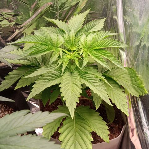 Zombie Kush growlog timeline photo