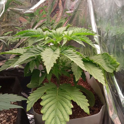 Zombie Kush growlog timeline photo