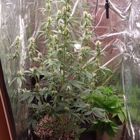 BlackberryKush growlog timeline photo