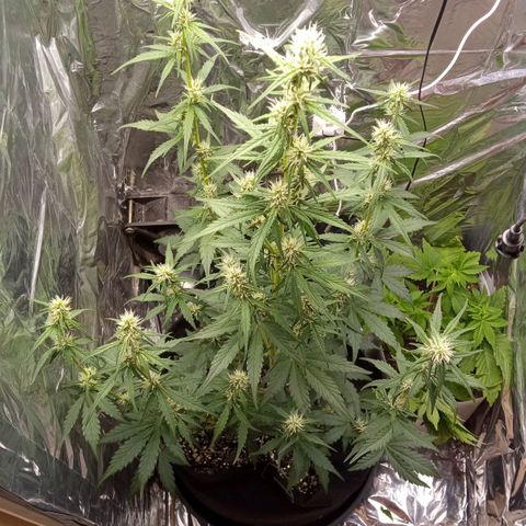 BlackberryKush growlog timeline photo