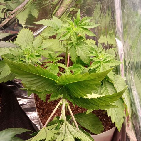 Zombie Kush growlog timeline photo