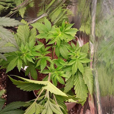 Zombie Kush growlog timeline photo