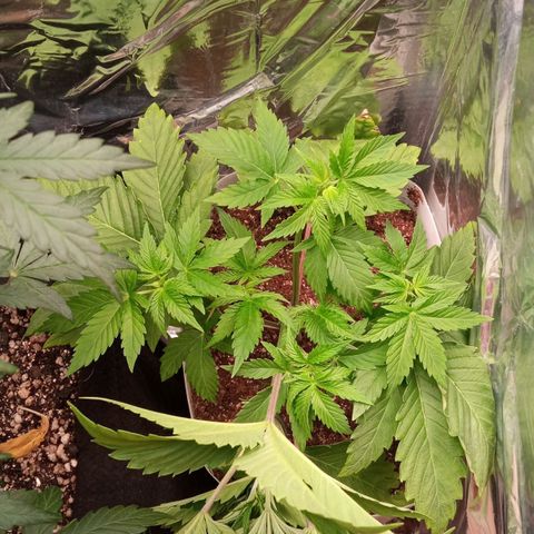 Zombie Kush growlog timeline photo