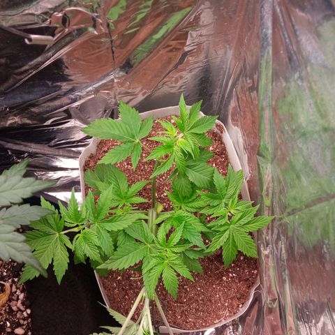 Zombie Kush growlog timeline photo