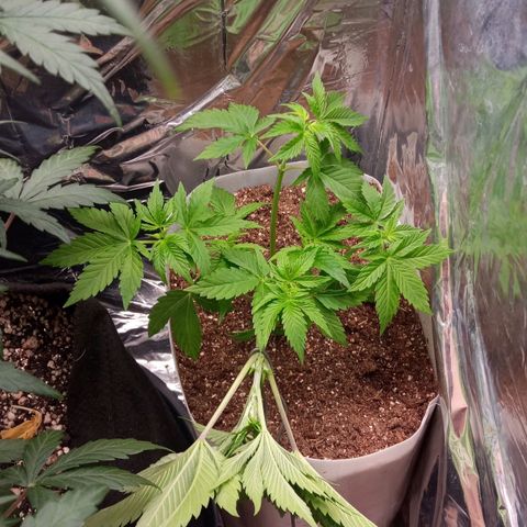Zombie Kush growlog timeline photo