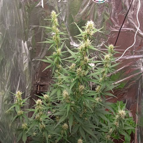 BlackberryKush growlog timeline photo