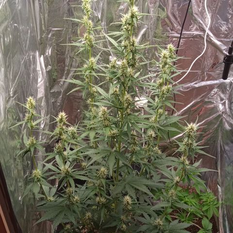 BlackberryKush growlog timeline photo