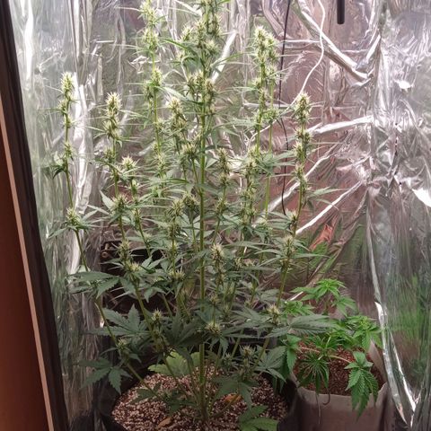 BlackberryKush growlog timeline photo