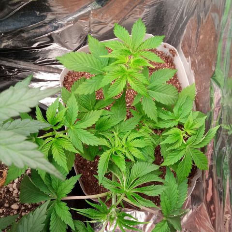 Zombie Kush growlog timeline photo