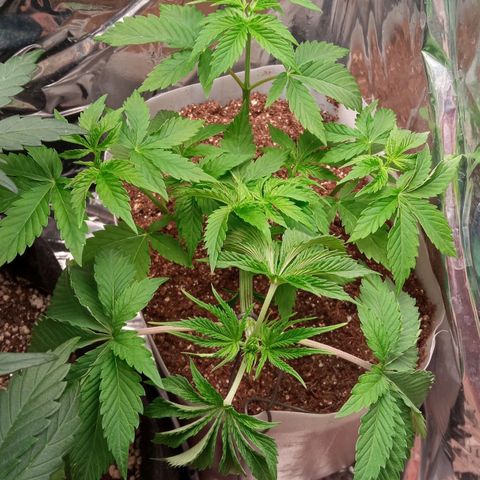 Zombie Kush growlog timeline photo