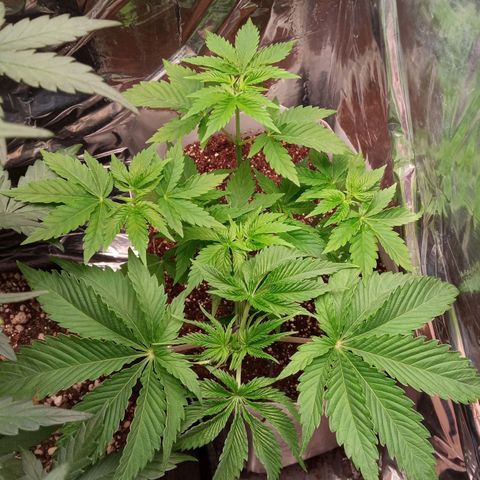 Zombie Kush growlog photo: Fotos depois da rega