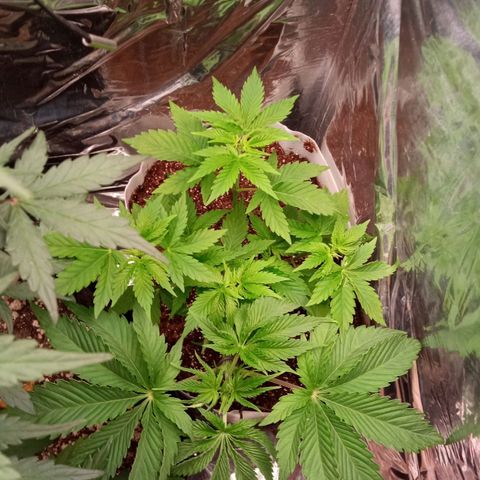 Zombie Kush growlog photo: Fotos depois da rega