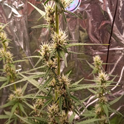 BlackberryKush growlog timeline photo