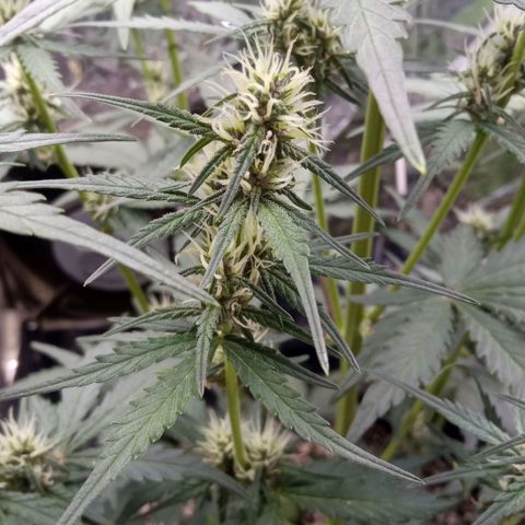 BlackberryKush growlog timeline photo